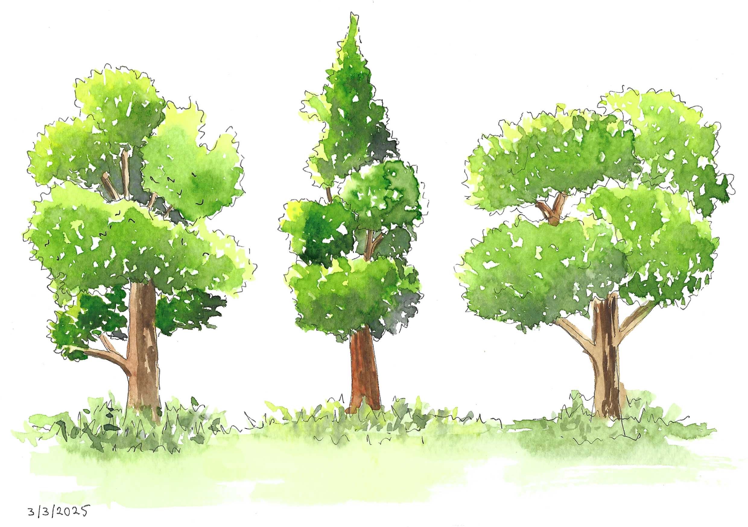 Lovely trees